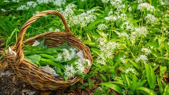 Daslook eetbare plant in mand Eat2Gather