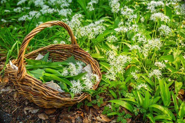 Daslook eetbare plant in mand Eat2Gather